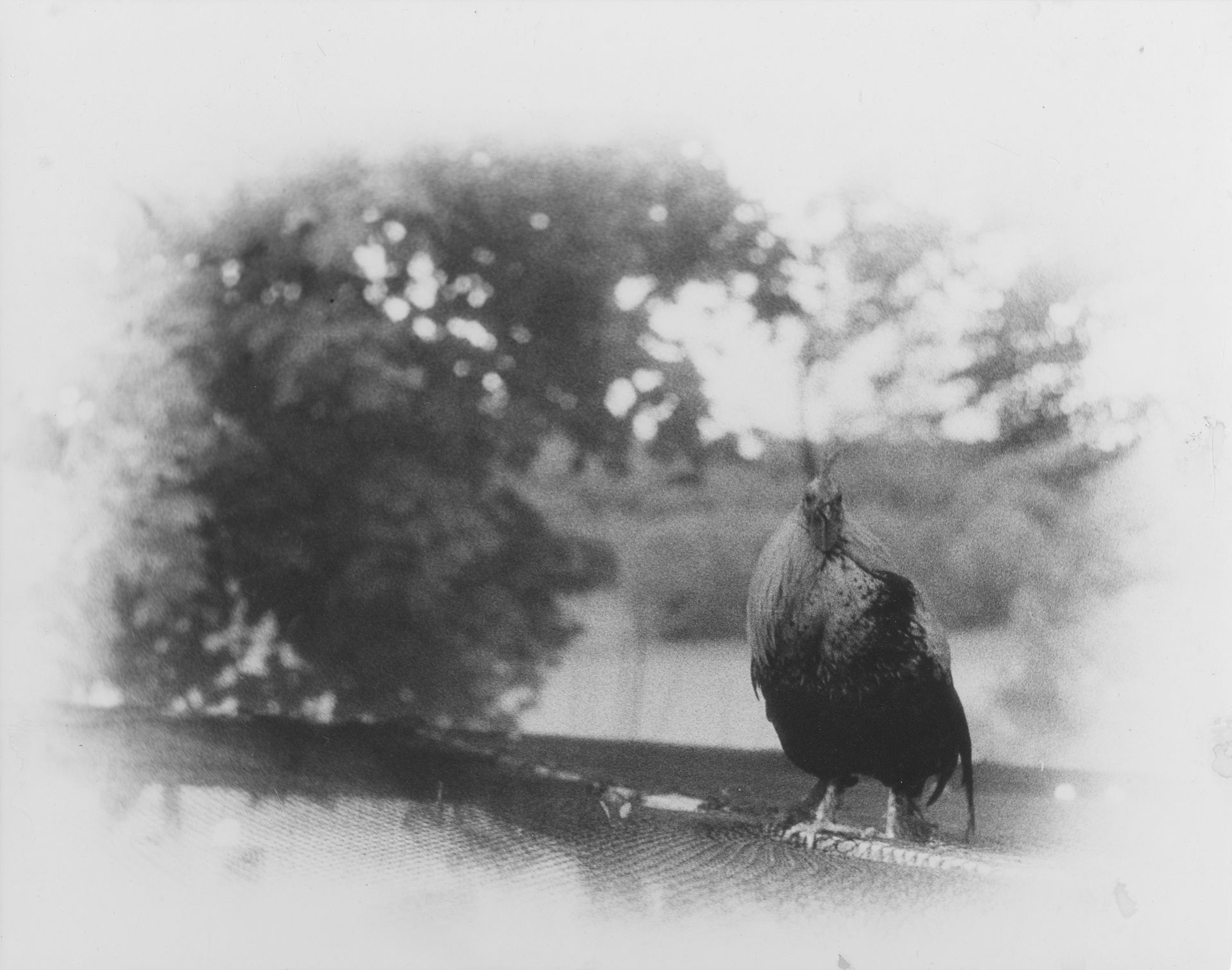 35mm darkroom photograph of a hen
